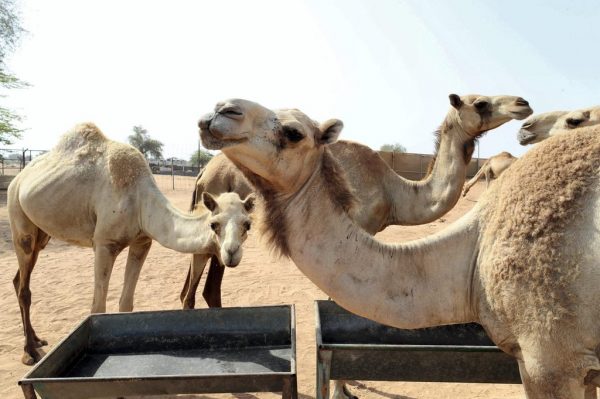 HOW CAMEL WASTE IS FUELLING THE UAE'S CIRCULAR ECONOMY