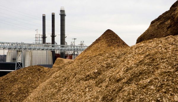 ETHIOPIAN CEMENT PLANTS ENCOURAGED TO TURN TO BIOMASS ETHIOPIAN CEMENT PLANTS ENCOURAGED TO TURN TO BIOMASS