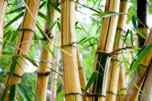 Bamboo Bamboo